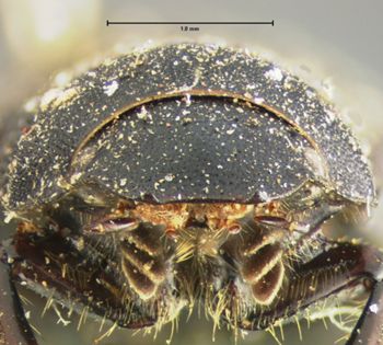 Media type: image;   Entomology 8356 Aspect: head frontal view